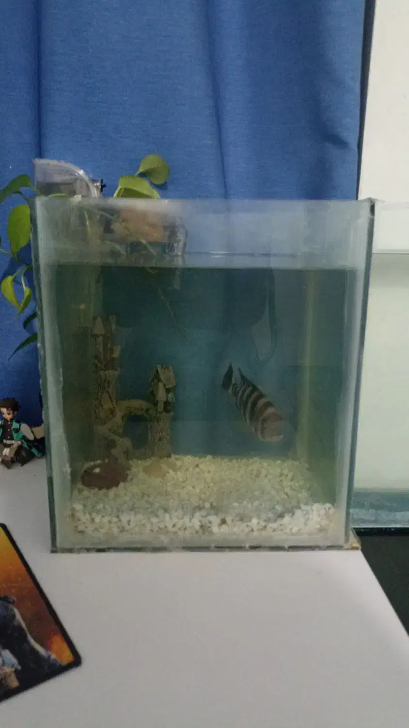 آکواریوم با کوی|ماهی|اهواز, کوی سعدی|دیوار