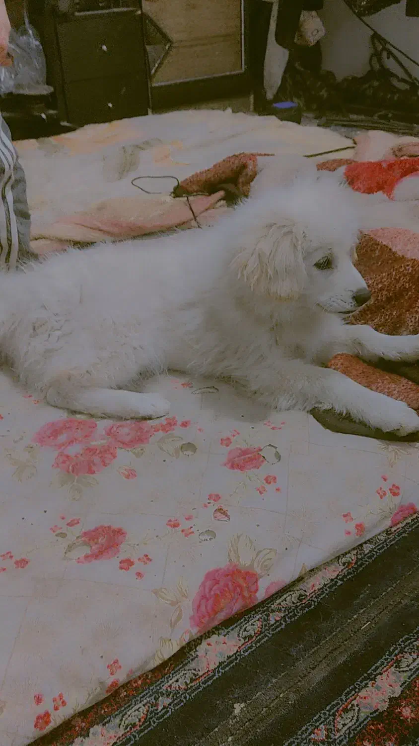 سگ فروشی|سگ|بم, |دیوار