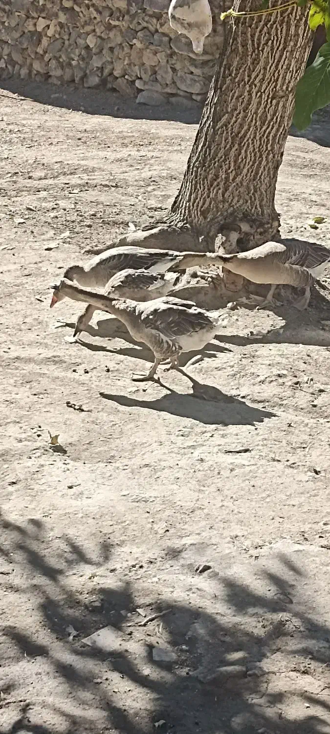 چهار عدد قاز|حیوانات مزرعه|صومای برادوست, |دیوار