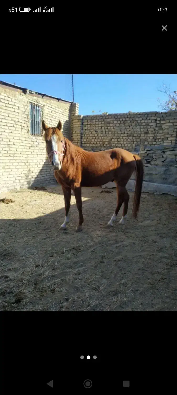 خرید فروش اسب باری|اسب و تجهیزات اسب‌سواری|ملایر, |دیوار