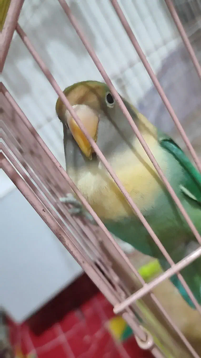 طوطی برزیلی|پرنده|رباط‌کریم, رباط‌کریم|دیوار