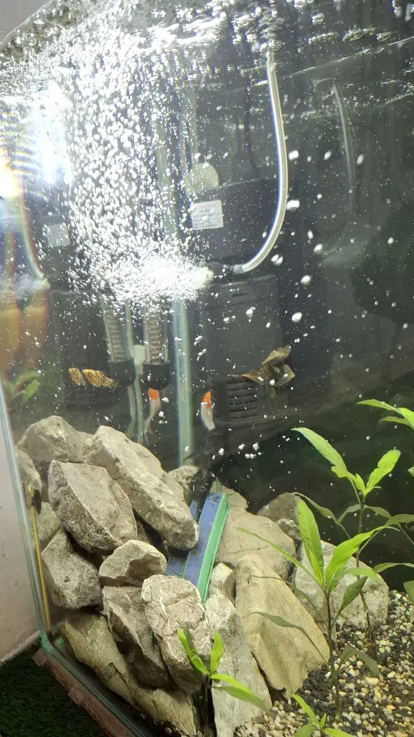 اکواریوم ماهی|ماهی|دوگنبدان, |دیوار