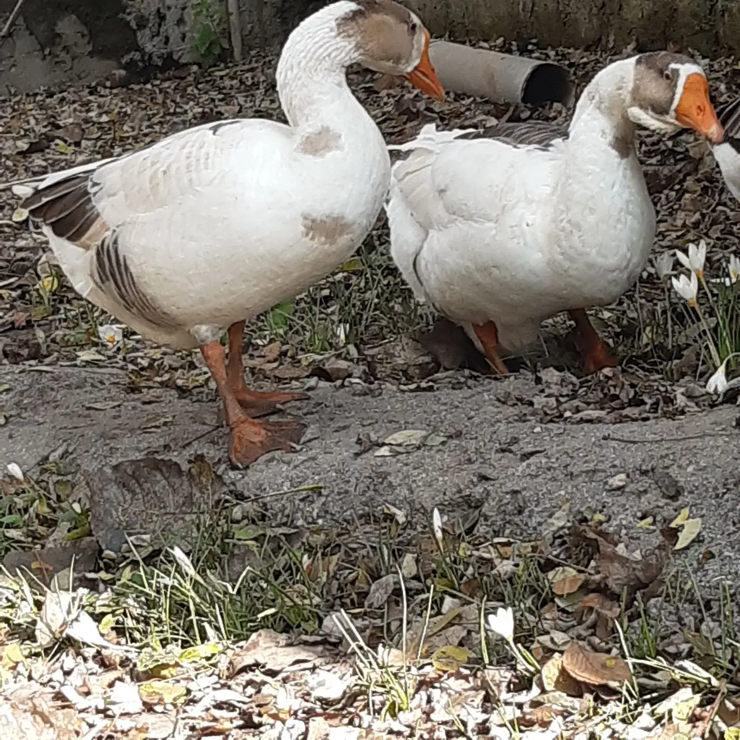 غاز|حیوانات مزرعه|سنگر, |دیوار