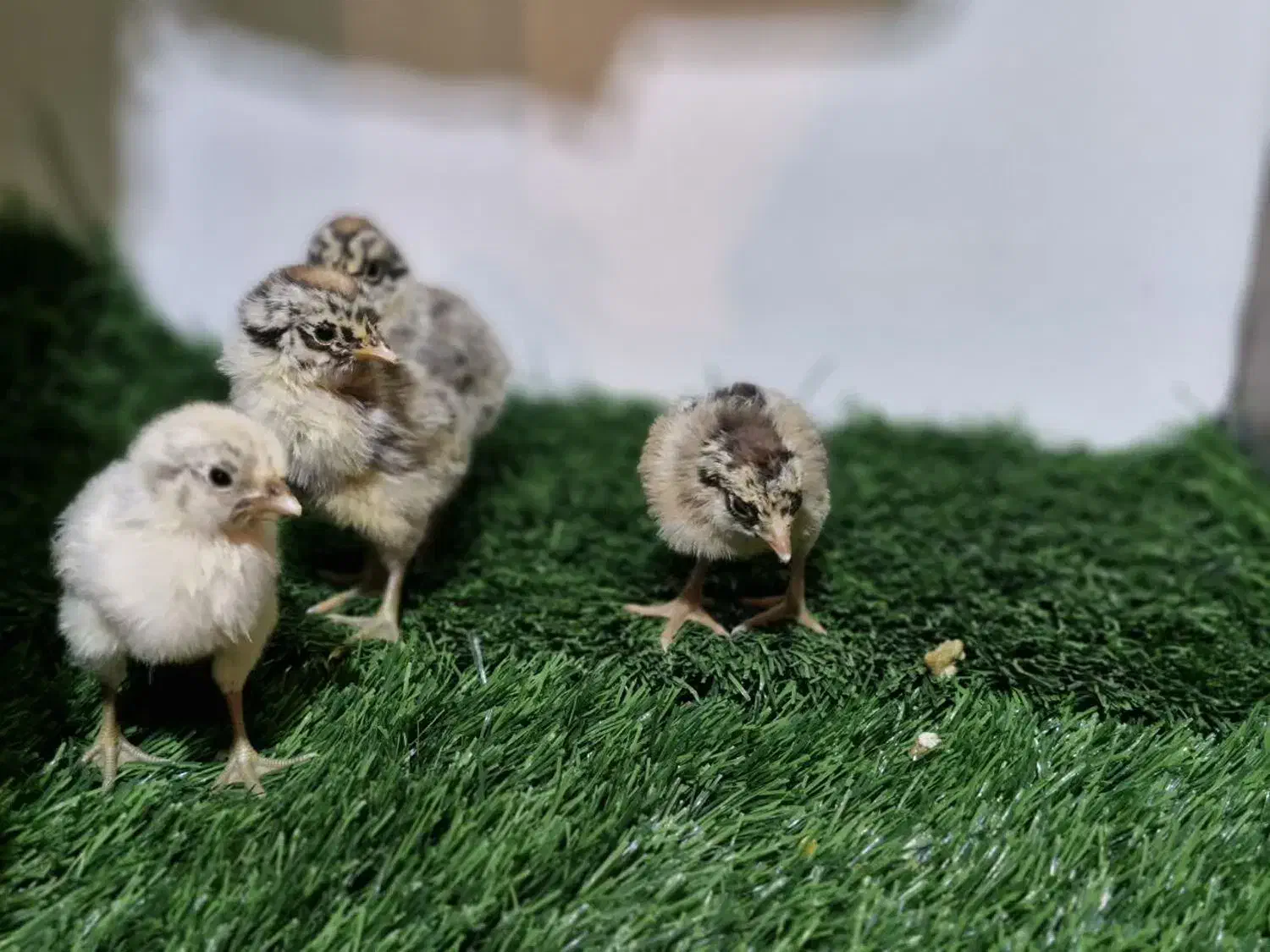 فروش ویژه جوجه های خاص|حیوانات مزرعه|قم, بوستان جوان|دیوار