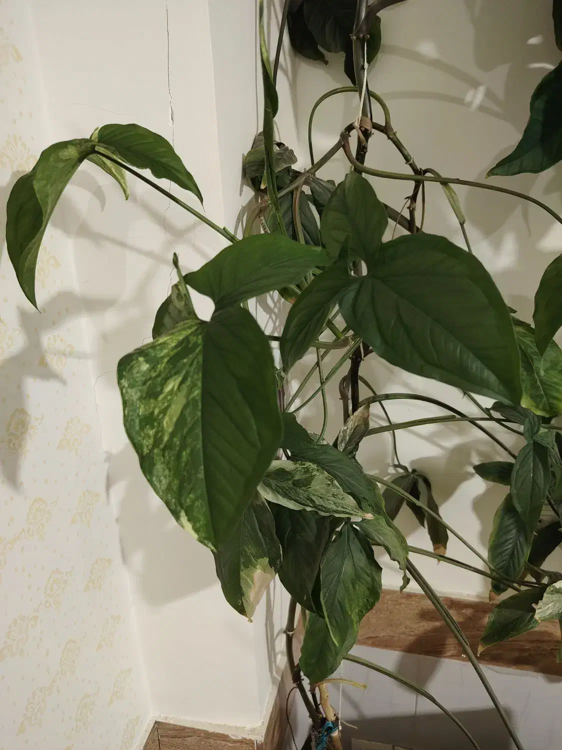 گل سینگینیوم|گل و گیاه طبیعی|بیرجند, |دیوار