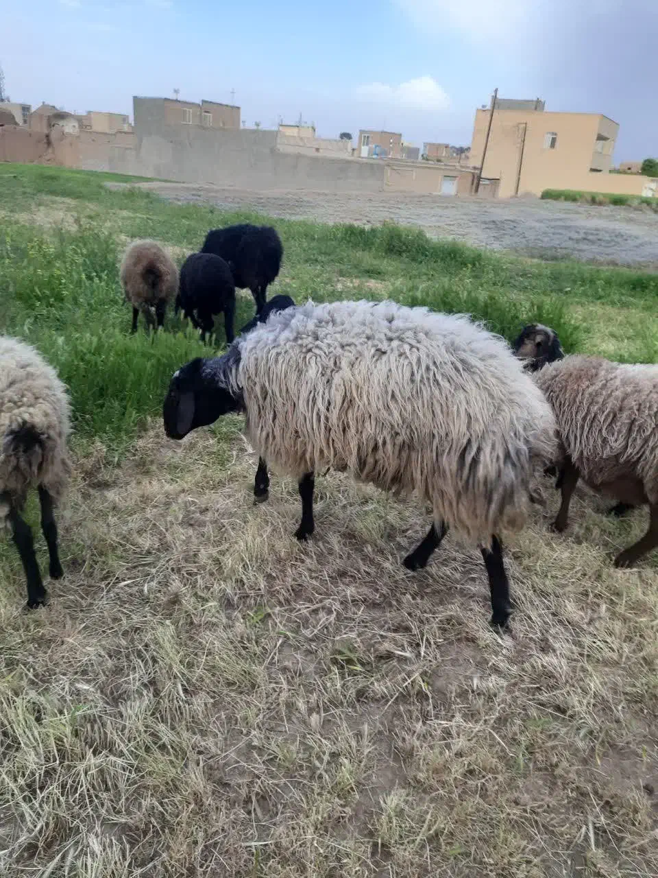 قوچ|حیوانات مزرعه|تهران, بازار|دیوار