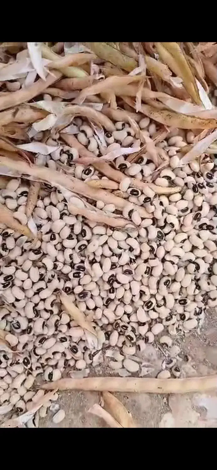 فروش|عمده‌فروشی|کرخه, |دیوار