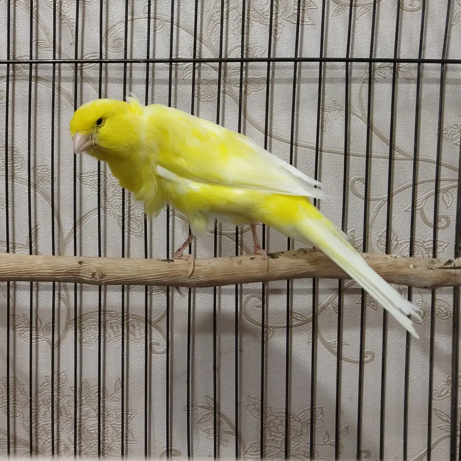 قناری رسمی دم بالای ۱۰.۵|پرنده|تبریز, |دیوار