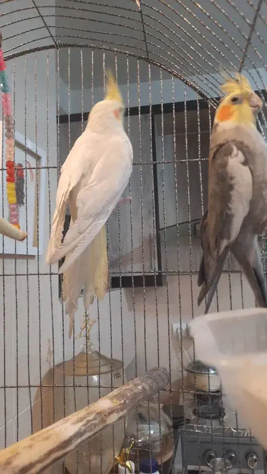 عروس هلندی|پرنده|فردیس, شهرک ناز|دیوار