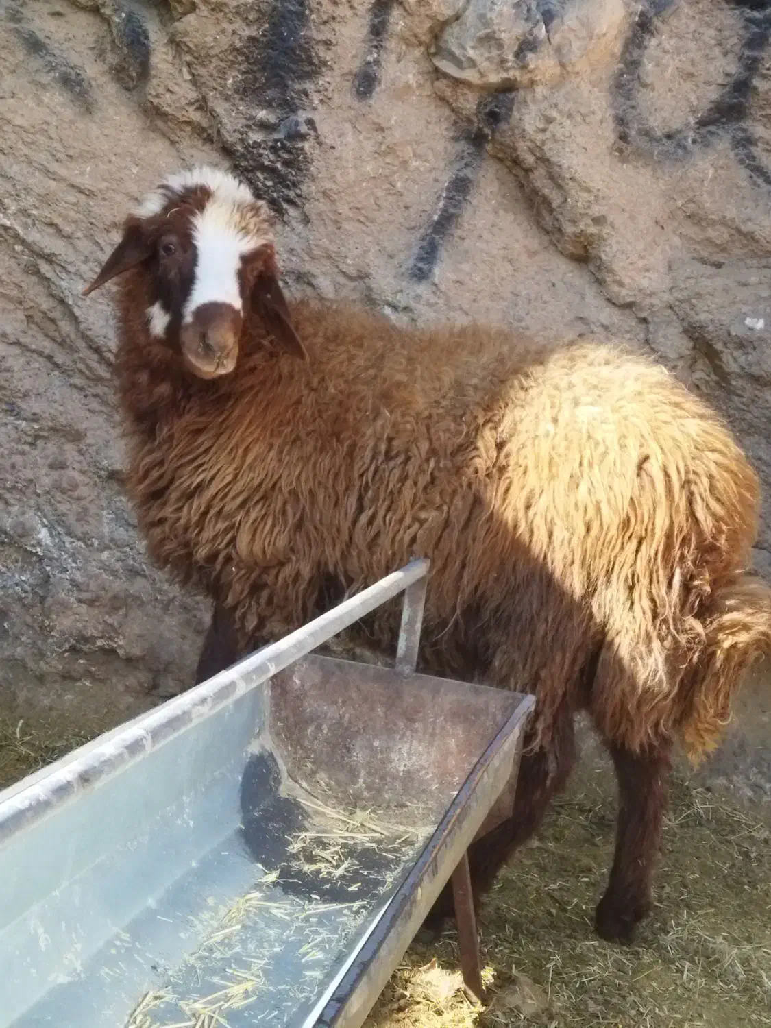 یک عدد توخلی نر درشت افشار برای توخملوخ|حیوانات مزرعه|بازرگان, |دیوار