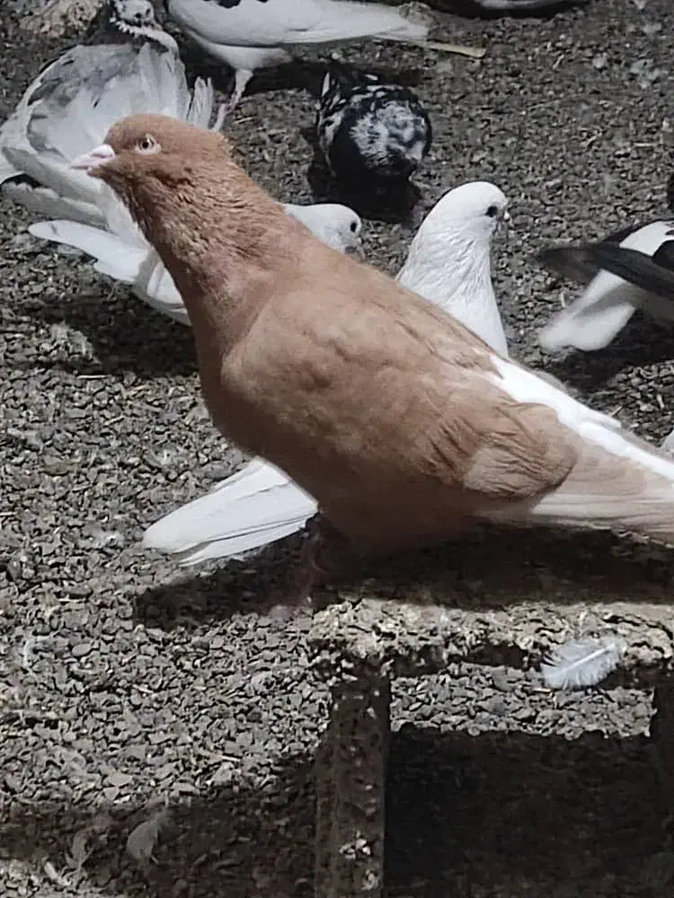 کبوتر دم سفید|پرنده|لوشان, |دیوار