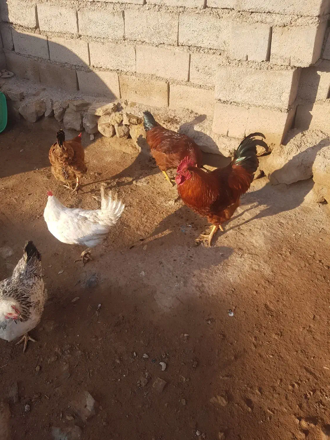 خروس گوشتی و چند عدد مرغ محلی|حیوانات مزرعه|ماکو, |دیوار