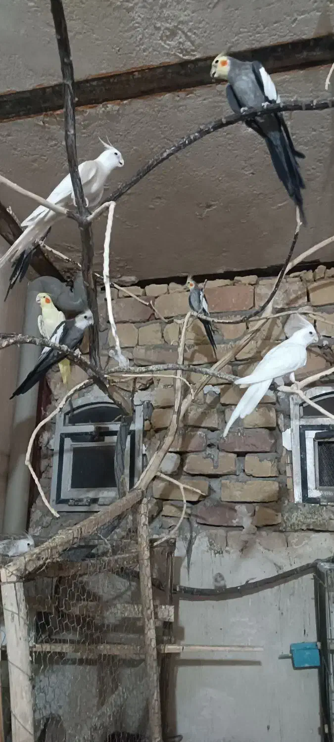 طوطی عروس هلندی|پرنده|آران و بیدگل, |دیوار