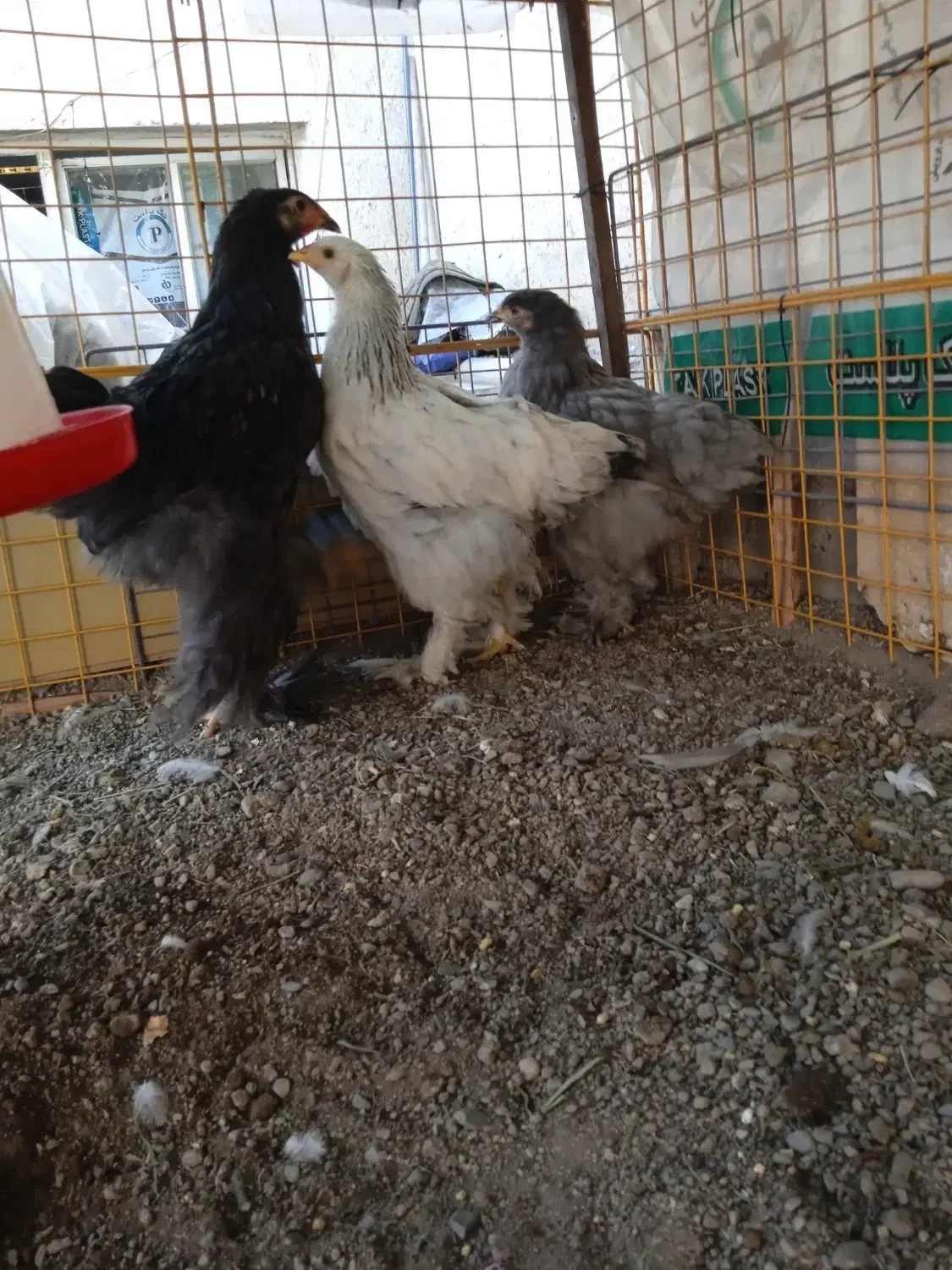 مرغ و خروس برهما رومانی|حیوانات مزرعه|خوی, |دیوار