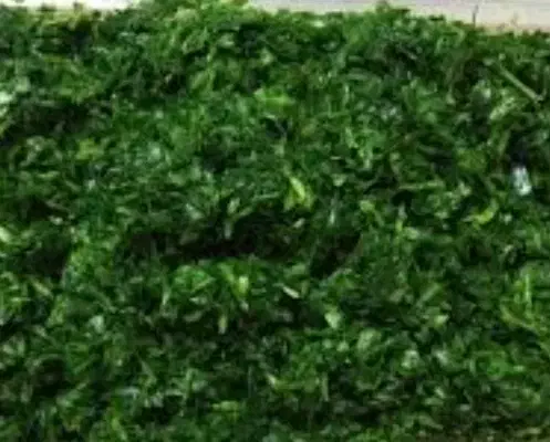 سبزی آشی|خوردنی و آشامیدنی|اهواز, پردیس|دیوار