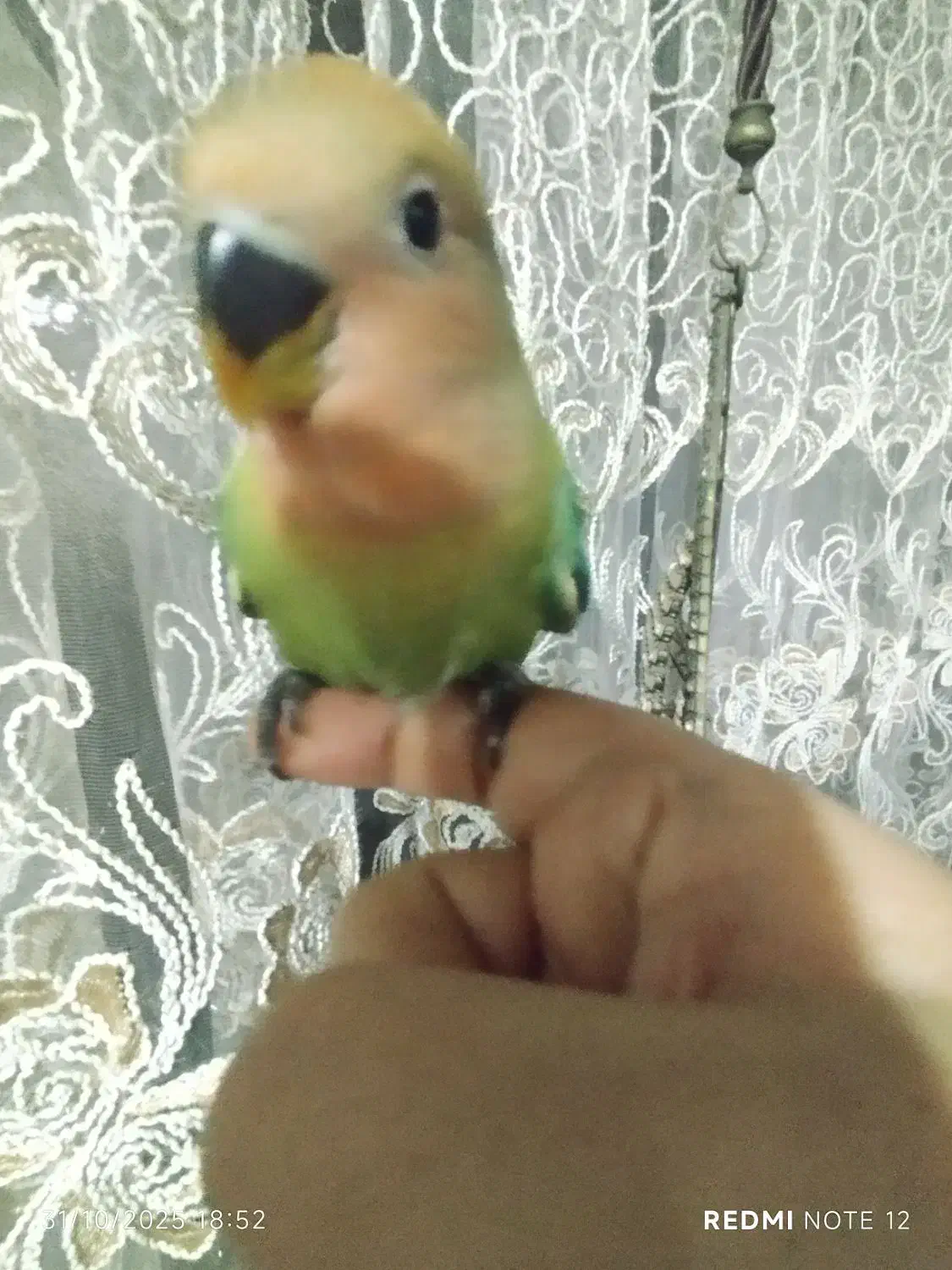 طوطی برزیلی هلویی یک ماه سالم فول دستی دمچند رنگ|پرنده|اهواز, آریاشهر|دیوار
