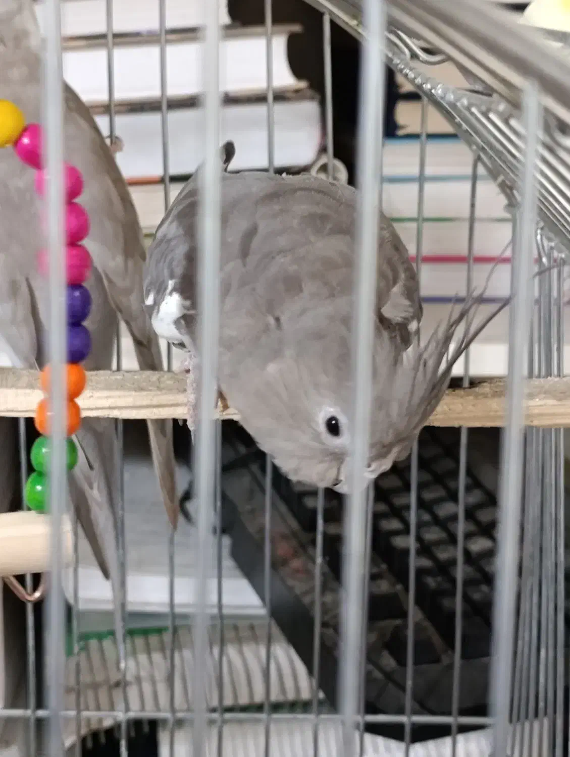 عروس هلندی جفت|پرنده|سردشت, |دیوار