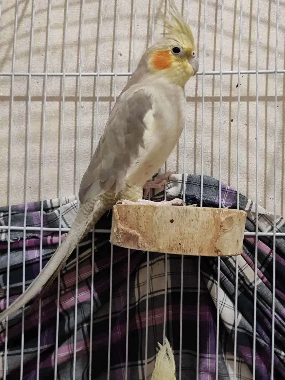 عروس هلندی|پرنده|قرچک, شهرک طلائیه|دیوار