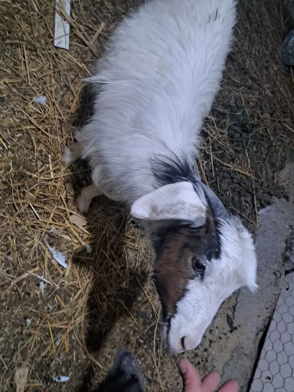 بز شکم دار و بزغاله|حیوانات مزرعه|رشت, ساغری سازان|دیوار