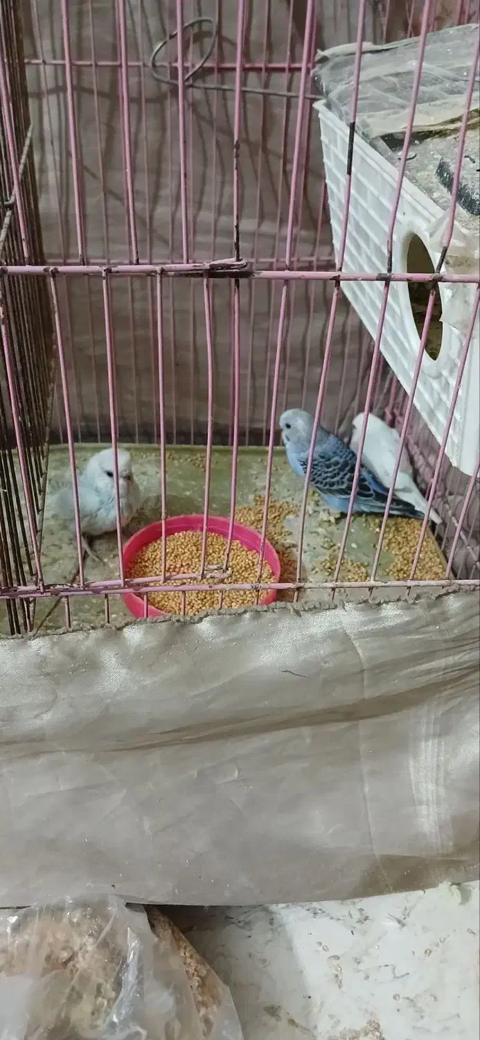 جوجه مرغ عشق|پرنده|زابل, |دیوار