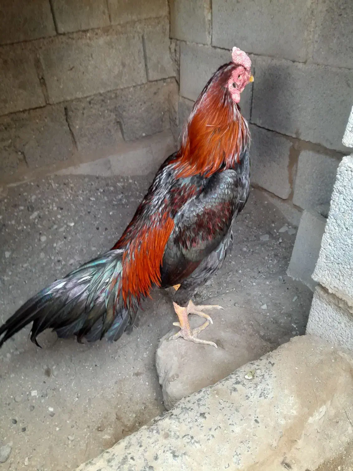 مرغ و خروس|حیوانات مزرعه|میناب, |دیوار