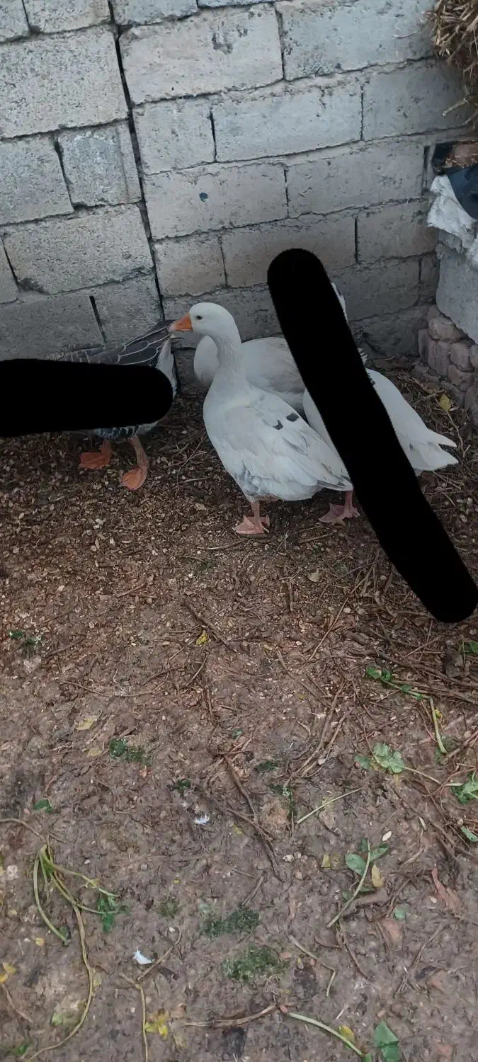 قاز|حیوانات مزرعه|پارسآباد, |دیوار