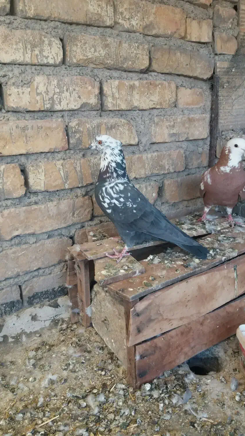 کبوتر پرش سنگین|پرنده|فلاورجان, |دیوار