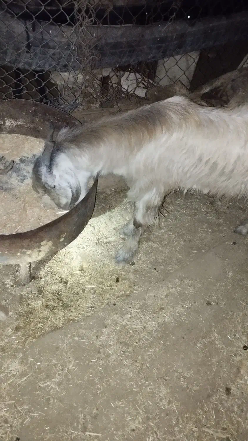 بیگ چاق|حیوانات مزرعه|اندیمشک, |دیوار