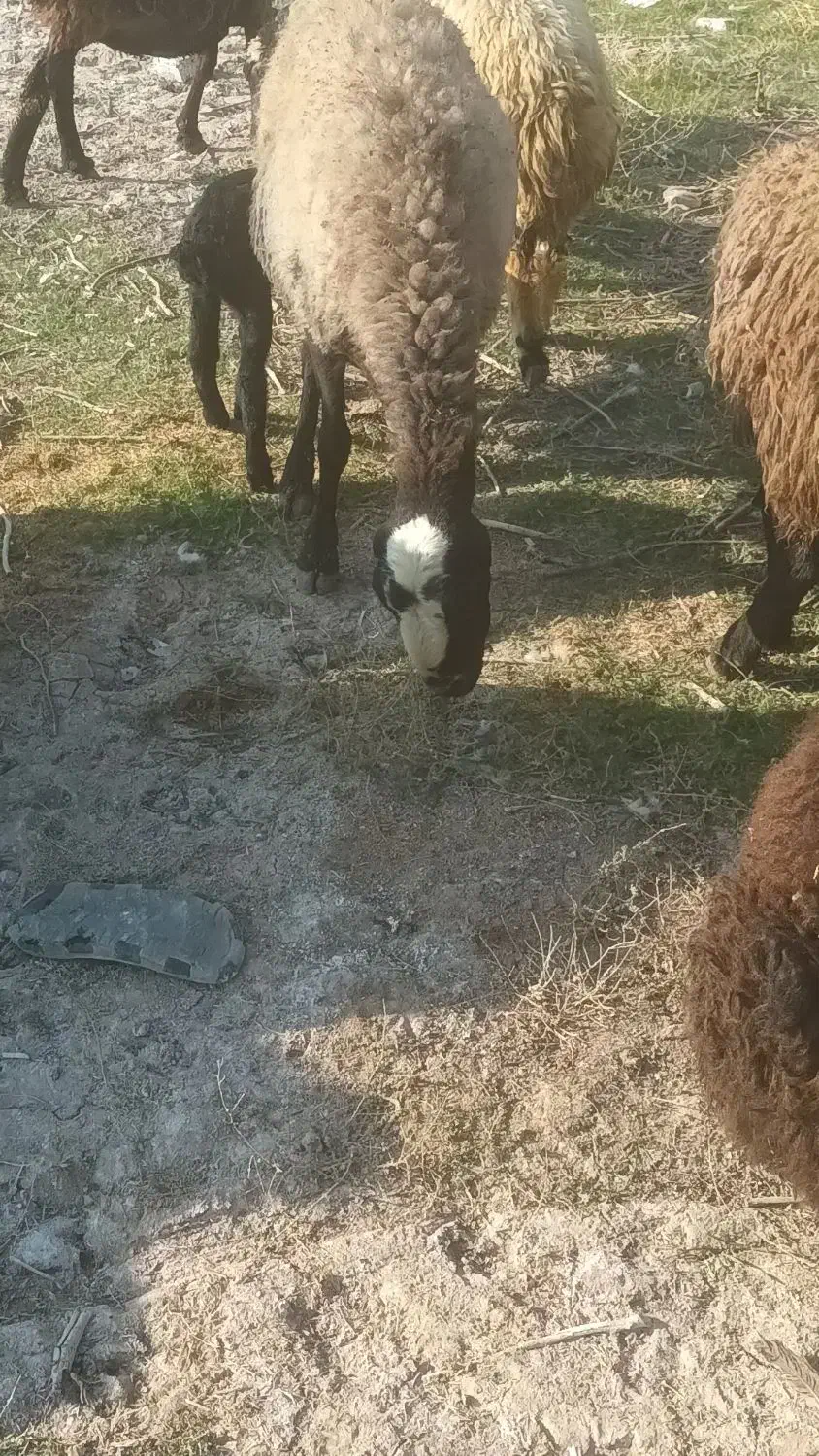 میش و بره|حیوانات مزرعه|قم, بوستان جوان|دیوار
