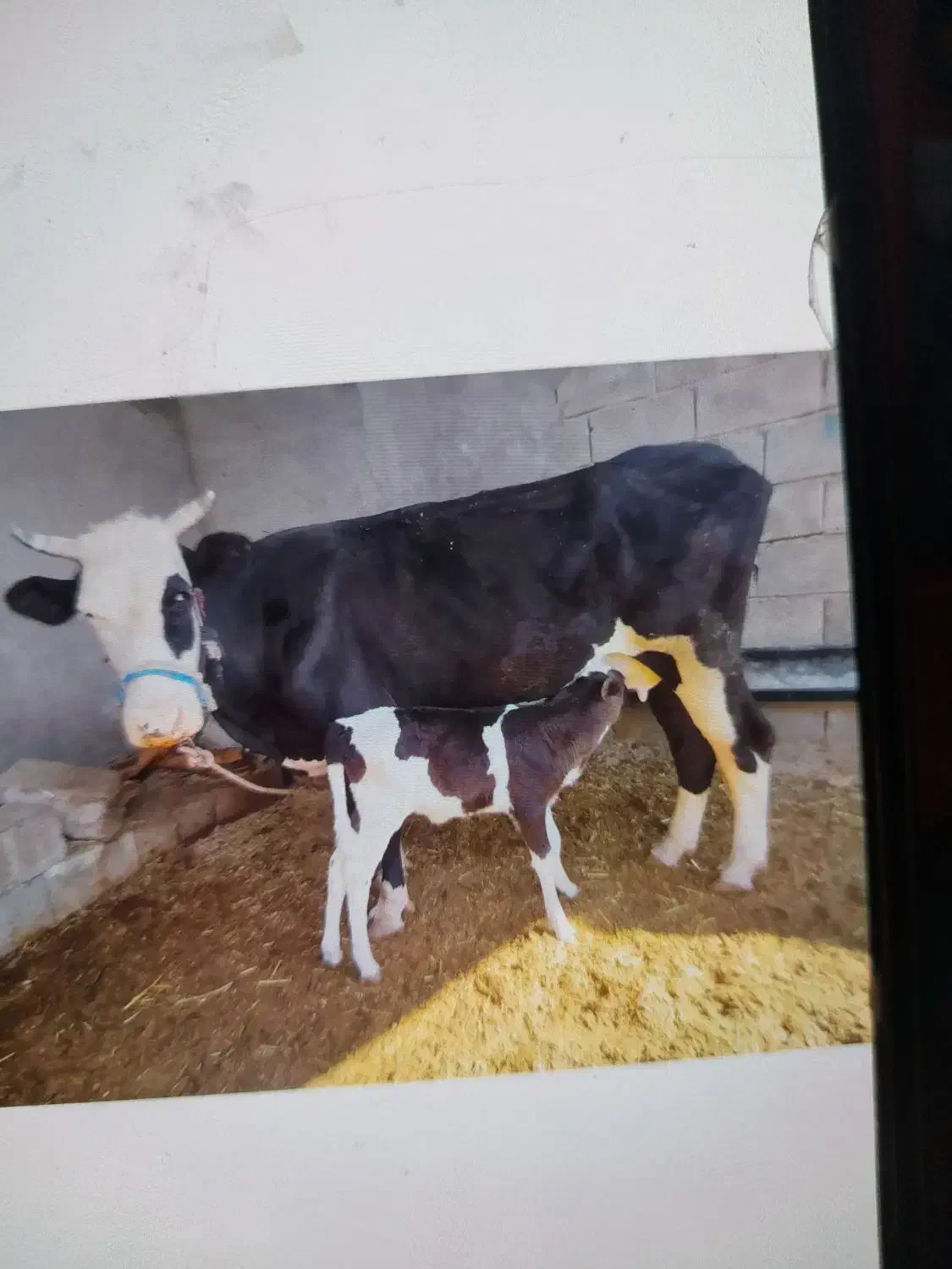 یک گاو با گوساله|حیوانات مزرعه|مسجد سلیمان, |دیوار