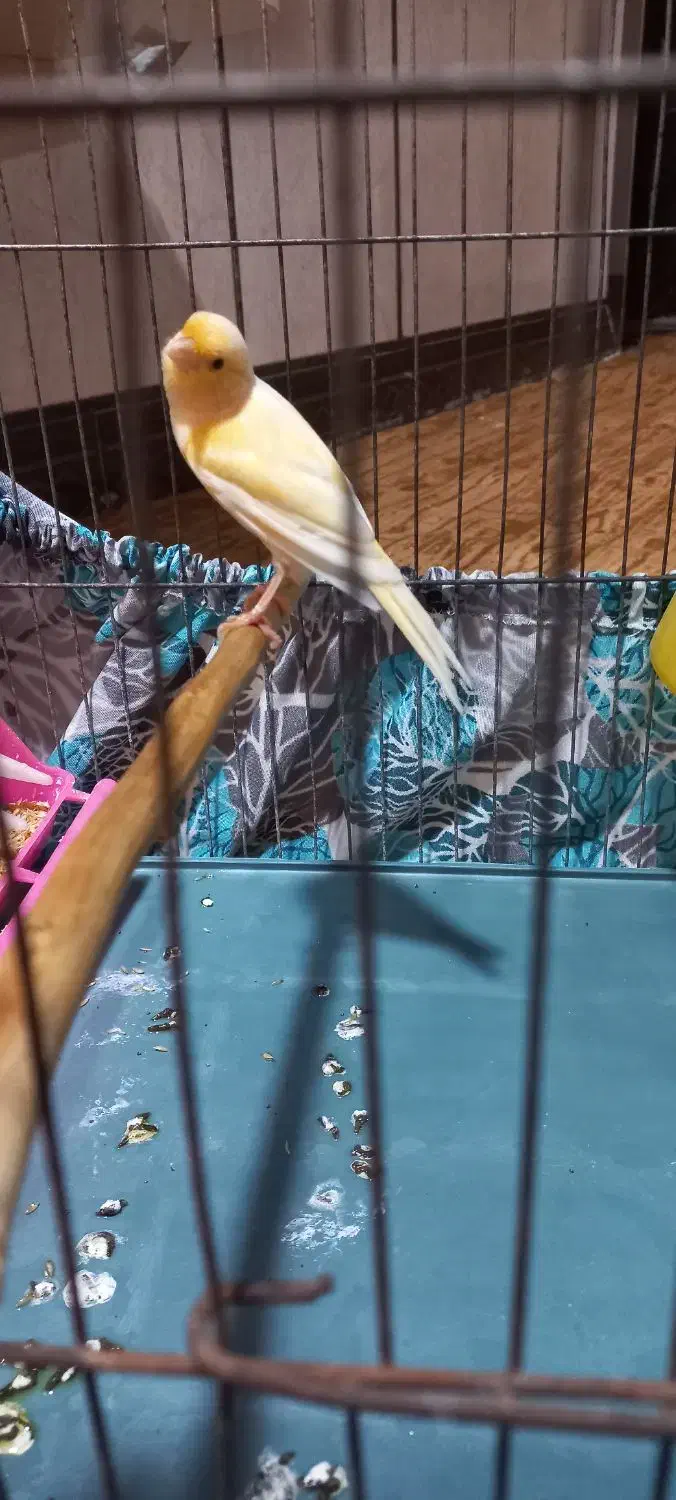 قناری رسمی|پرنده|خرمشهر, |دیوار