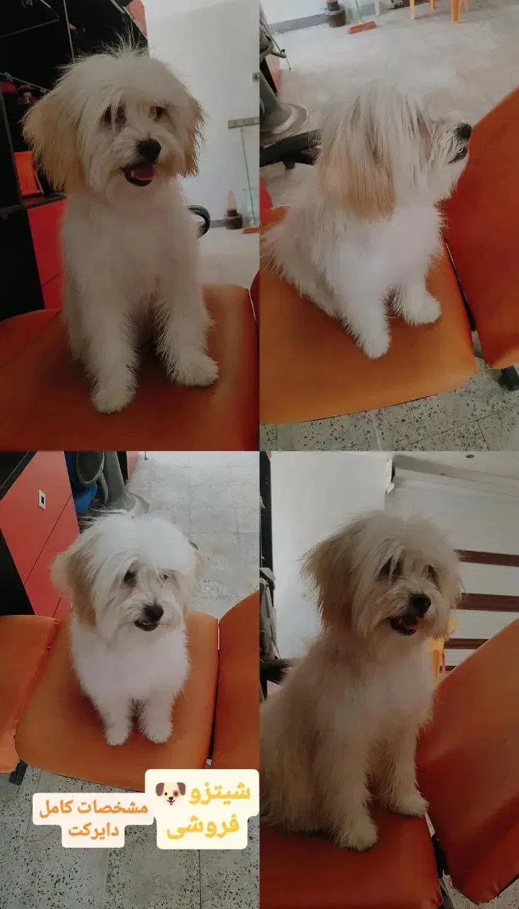 سگ نژاد شیتزو|سگ|اراک, |دیوار