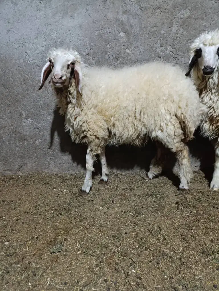 بره|حیوانات مزرعه|شوش, |دیوار