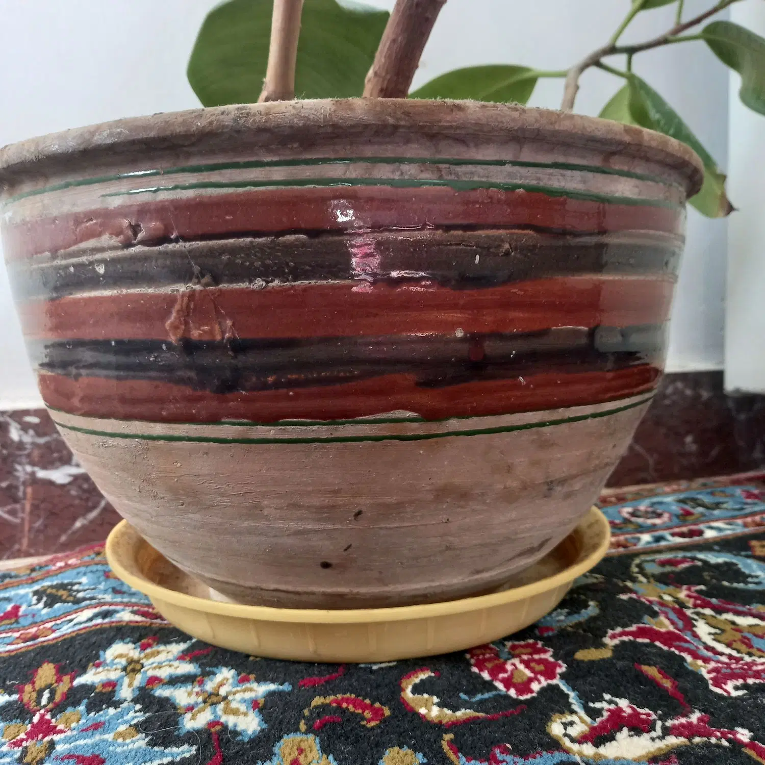 سه تا گل فیکوس ( گوش فیلی ) زیبا و پر|گل و گیاه طبیعی|کرمانشاه, |دیوار