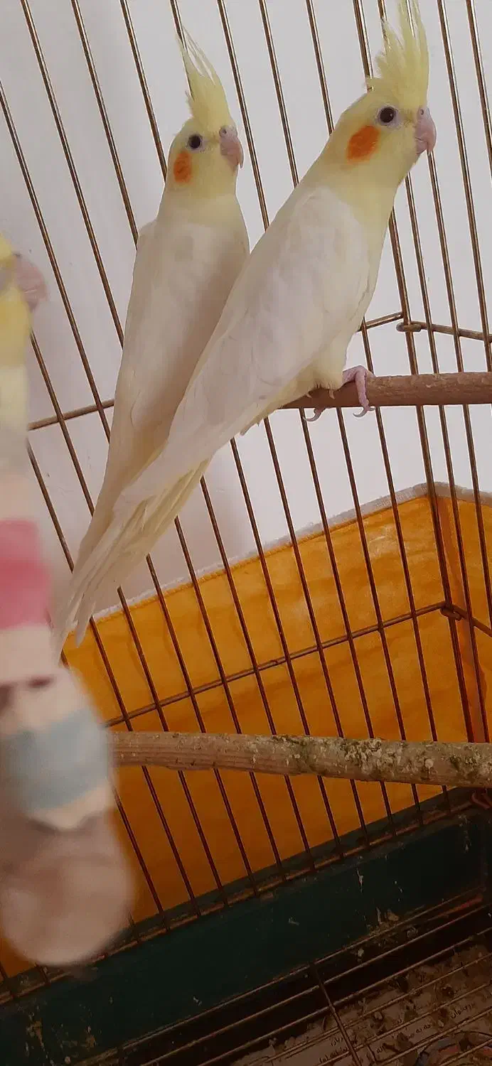 عروس هلندی|پرنده|محمدشهر, شهرک چمران|دیوار