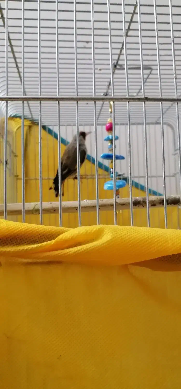 سهره کرمانی|پرنده|نیشابور, مازول|دیوار