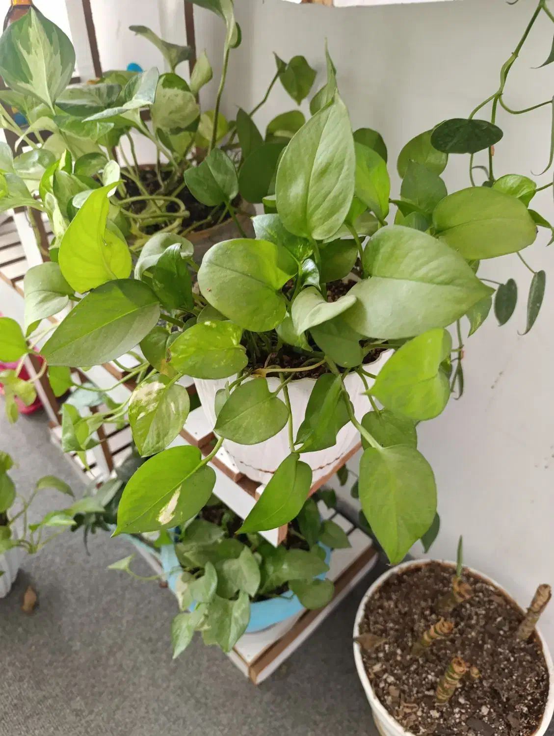 گلهای طبیعی|گل و گیاه طبیعی|مرودشت, فاز اول شهرک فرهنگیان|دیوار