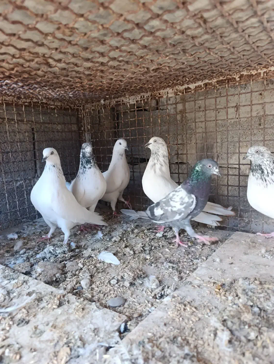 چند جفت کبوتر فروشی|پرنده|هندیجان, |دیوار