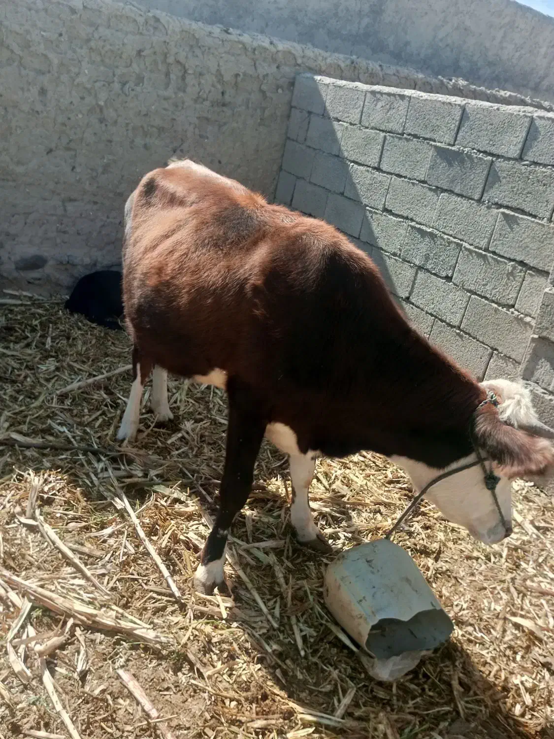 گاوفروشی شش هفت ماه که آپسته|حیوانات مزرعه|ریگ ملک, |دیوار