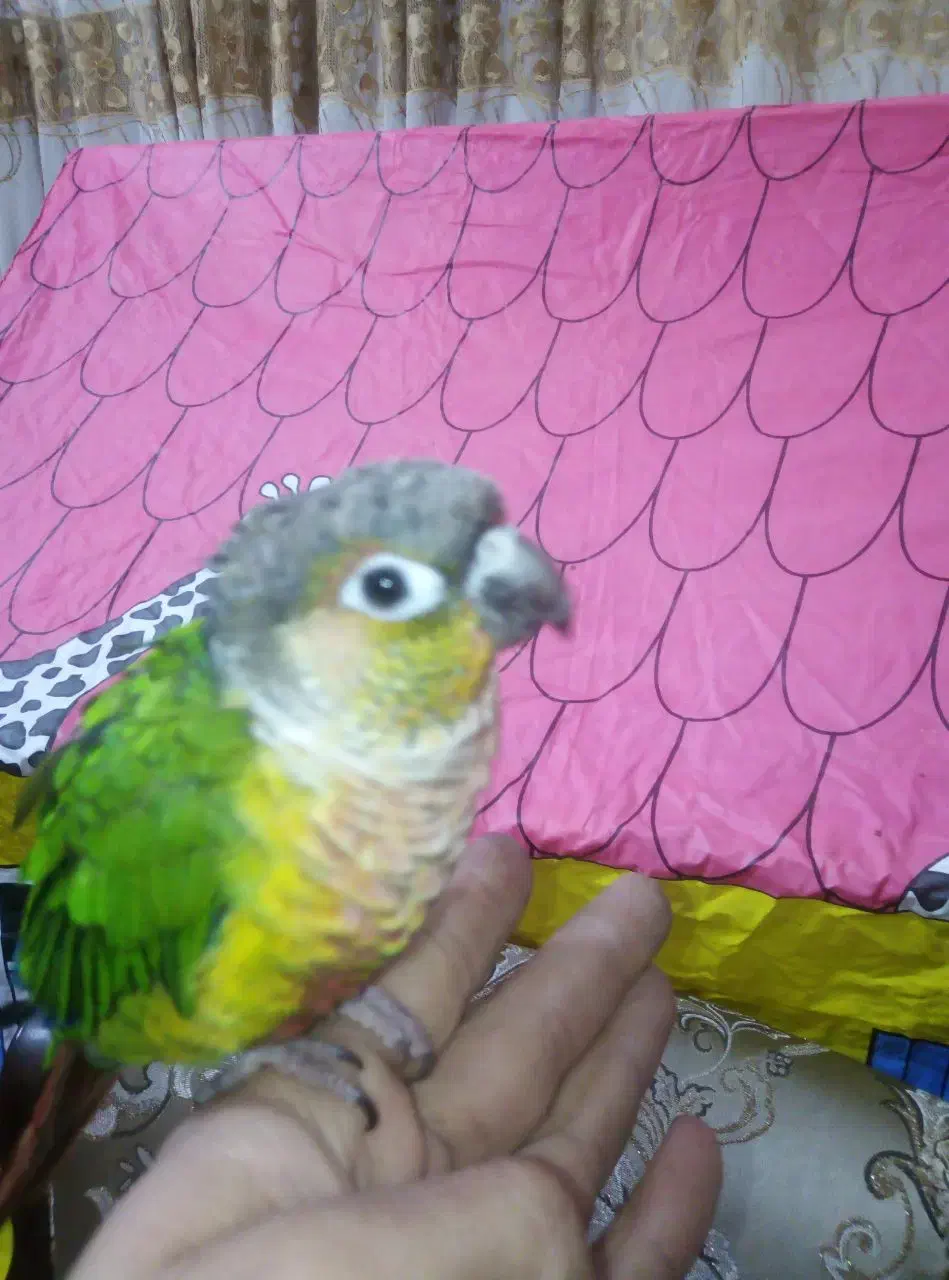 گرینچیک|پرنده|مشهد, آیت الله کاشانی|دیوار