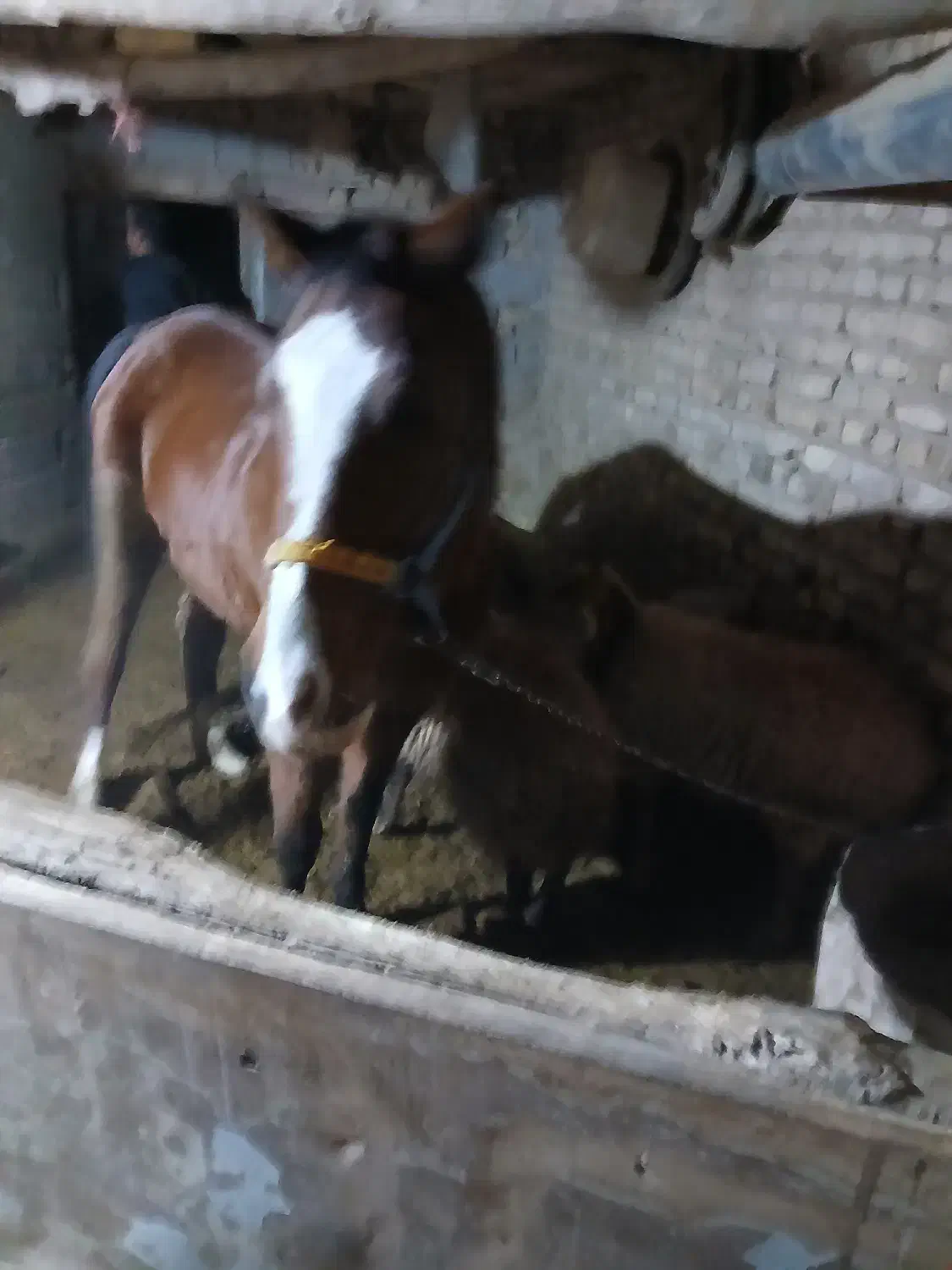 اسب نجیب|اسب و تجهیزات اسب‌سواری|تربت‌حیدریه, بازار|دیوار