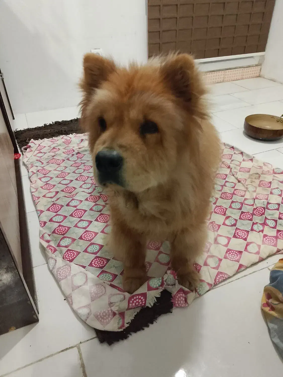 چاوچاو واگذاری|سگ|تهران, تهرانسر مرکزی|دیوار