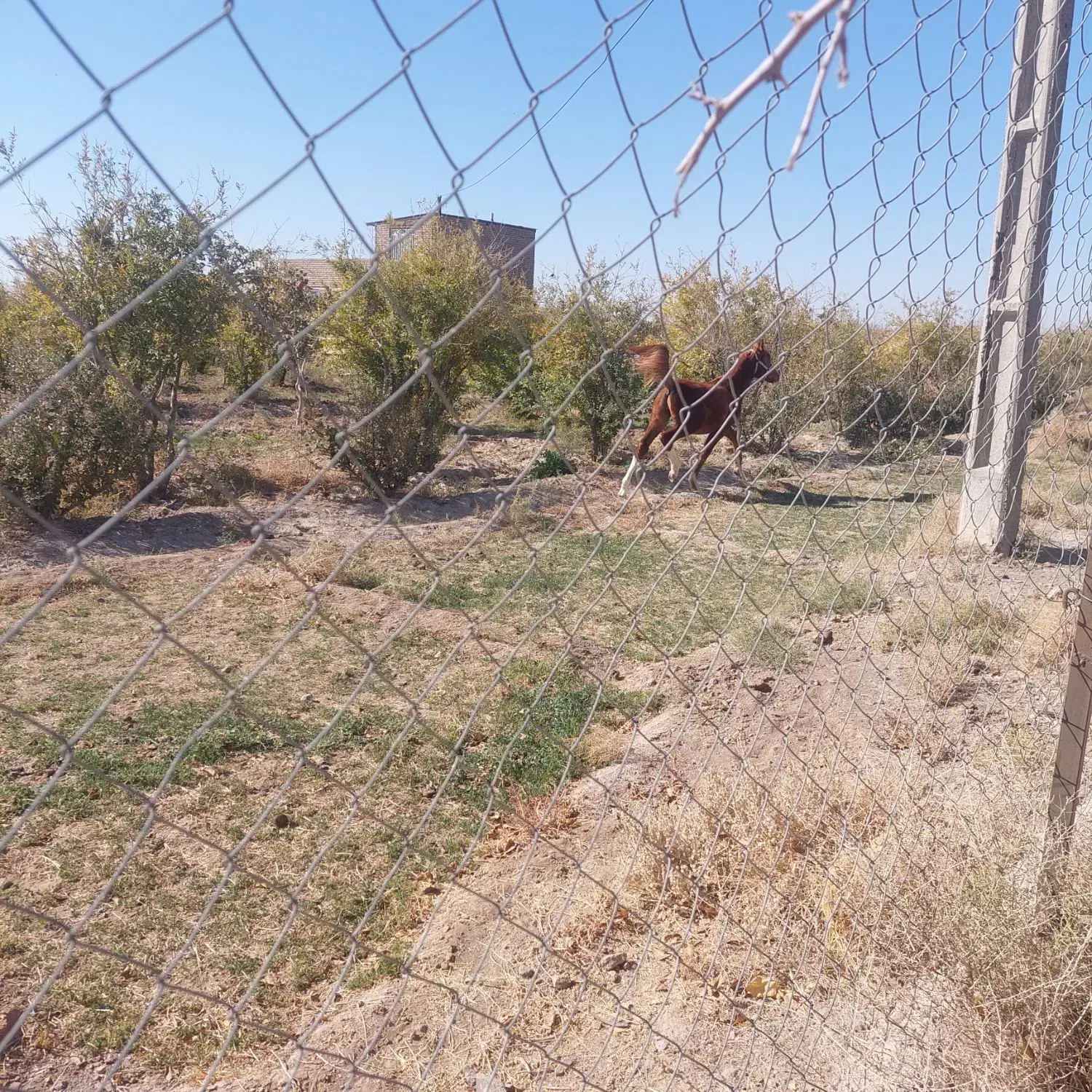 کره نریون|اسب و تجهیزات اسبسواری|تربتحیدریه, مظفریه|دیوار