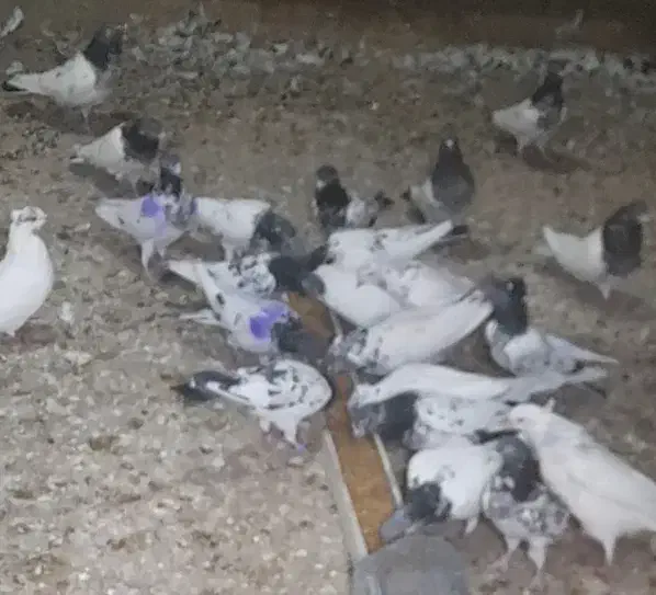 کبوتر|پرنده|داران, |دیوار