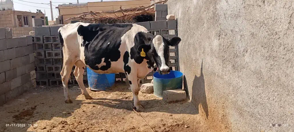فروش گاو|حیوانات مزرعه|دوگنبدان, |دیوار