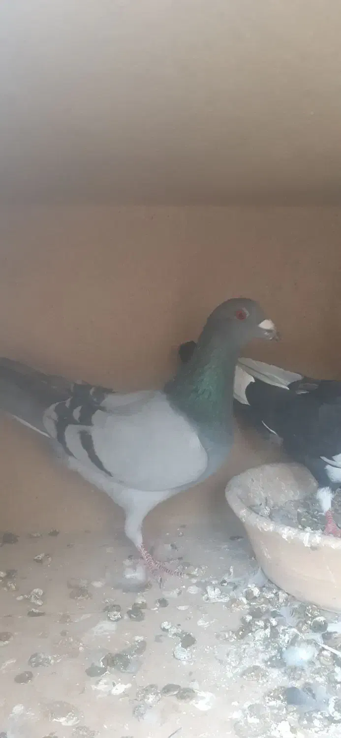 کبوتر مسافتی|پرنده|شهریار, شهریار|دیوار