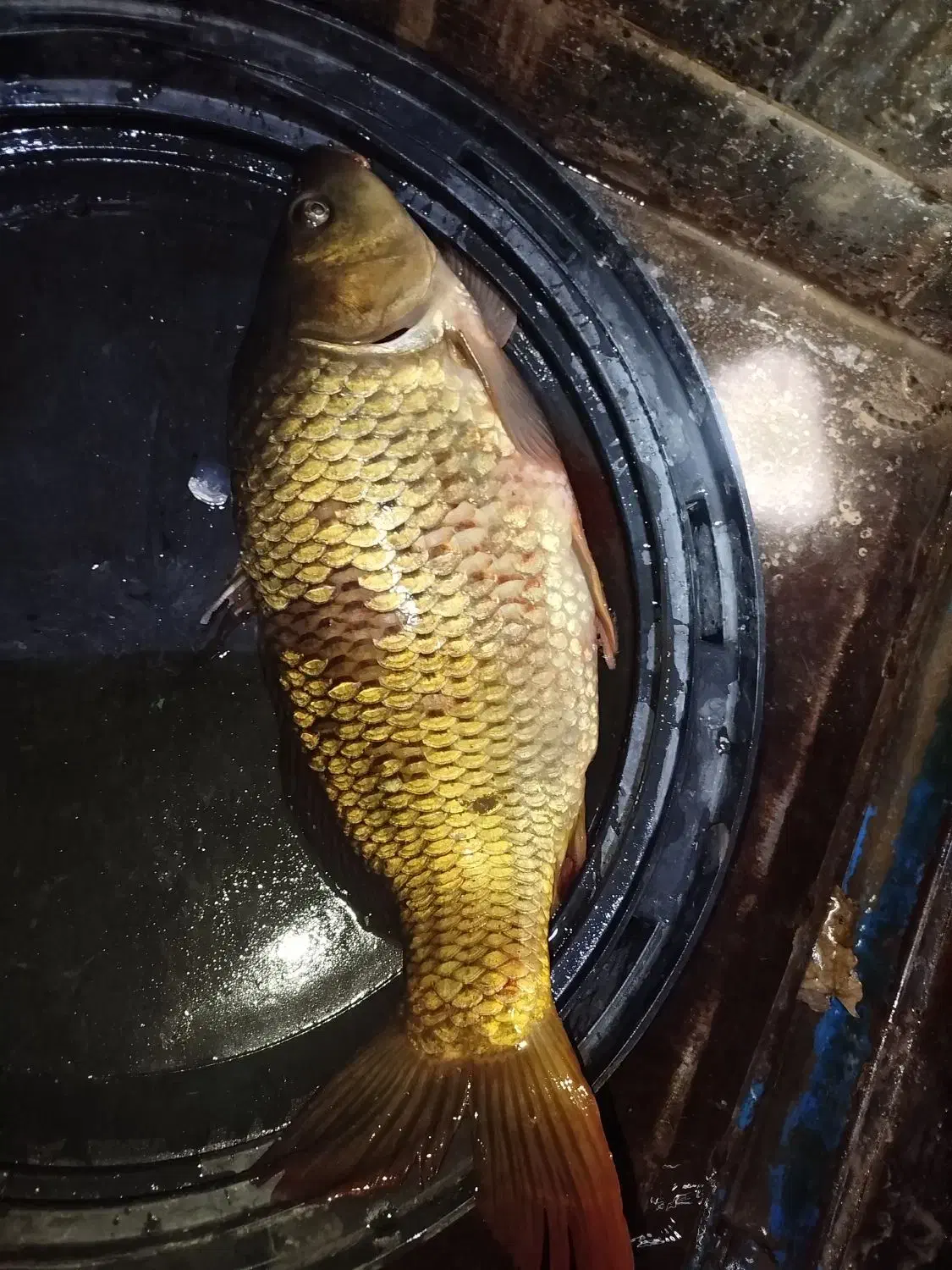 کپور و آمور و فیتی فاک|ماهی|شیروان (خراسان), |دیوار