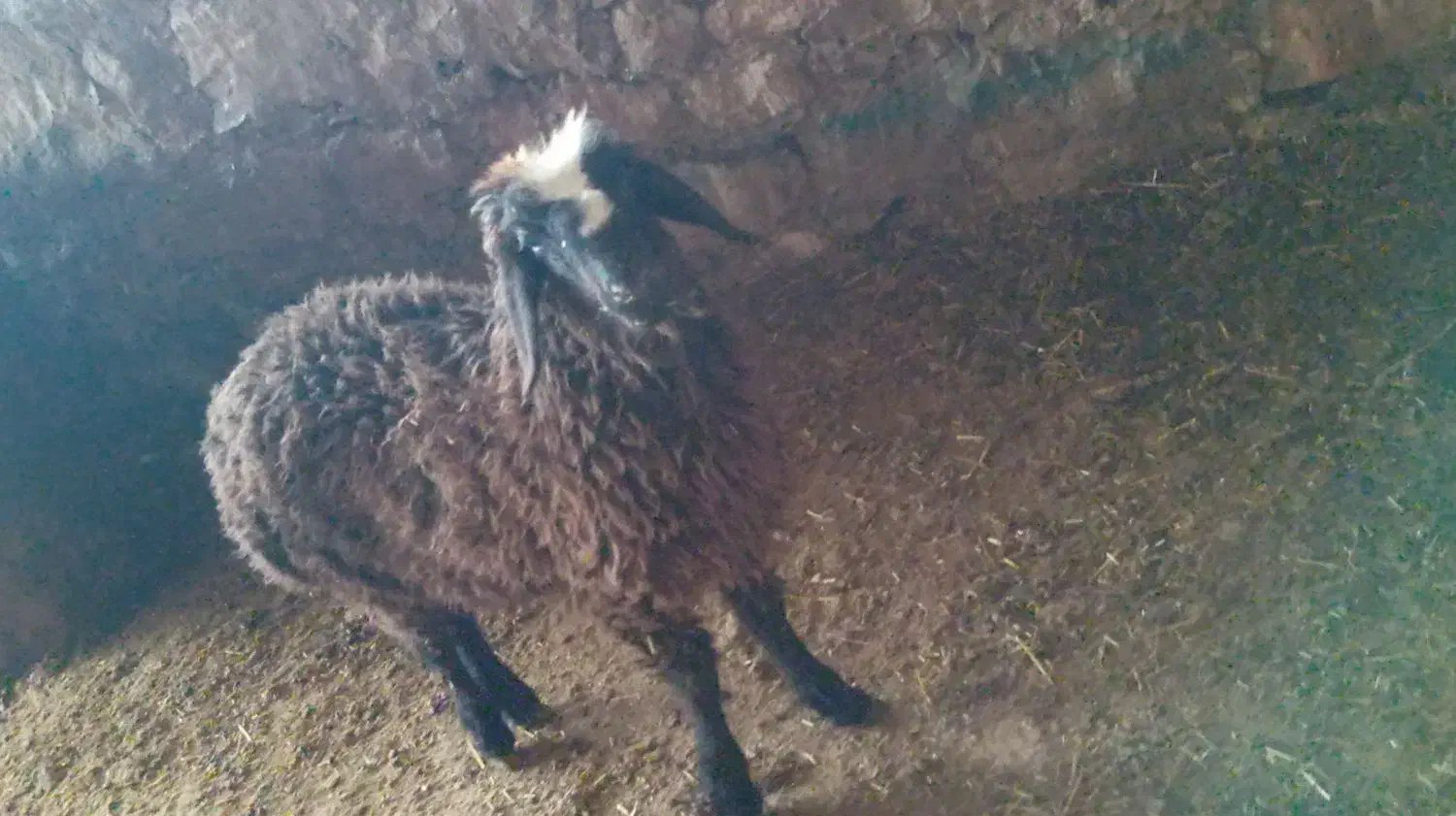 بره فروشی|حیوانات مزرعه|مسجد سلیمان, |دیوار