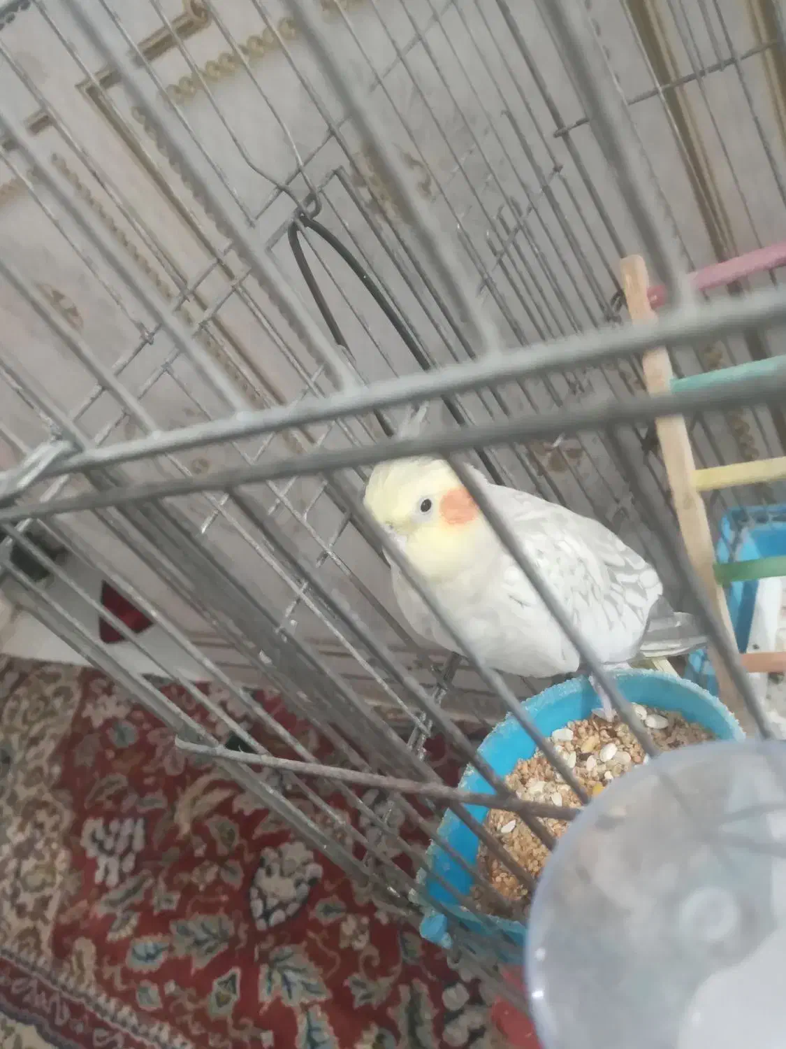 عروس هلندی ماده|پرنده|آبادان, |دیوار