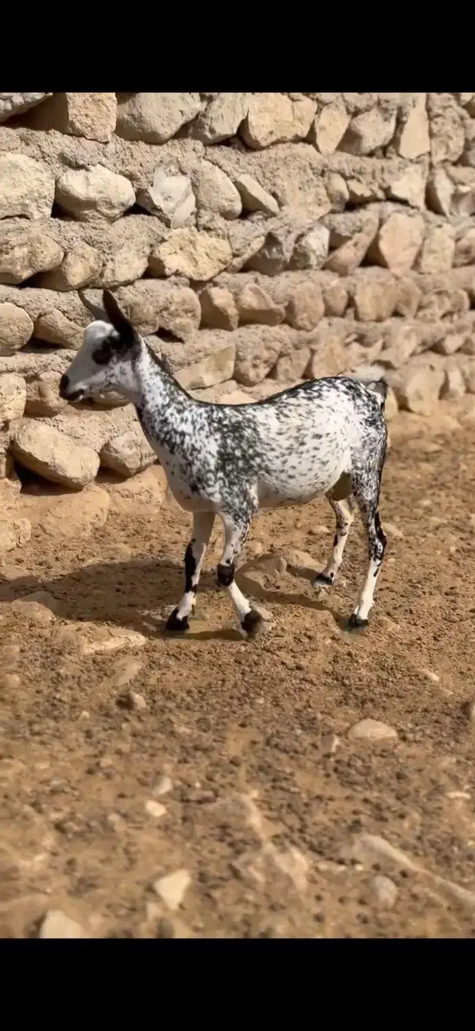 بزغاله آبستن|حیوانات مزرعه|بندر ماهشهر, |دیوار